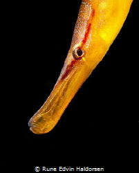 A pipefish from the kelp forest. by Rune Edvin Haldorsen 